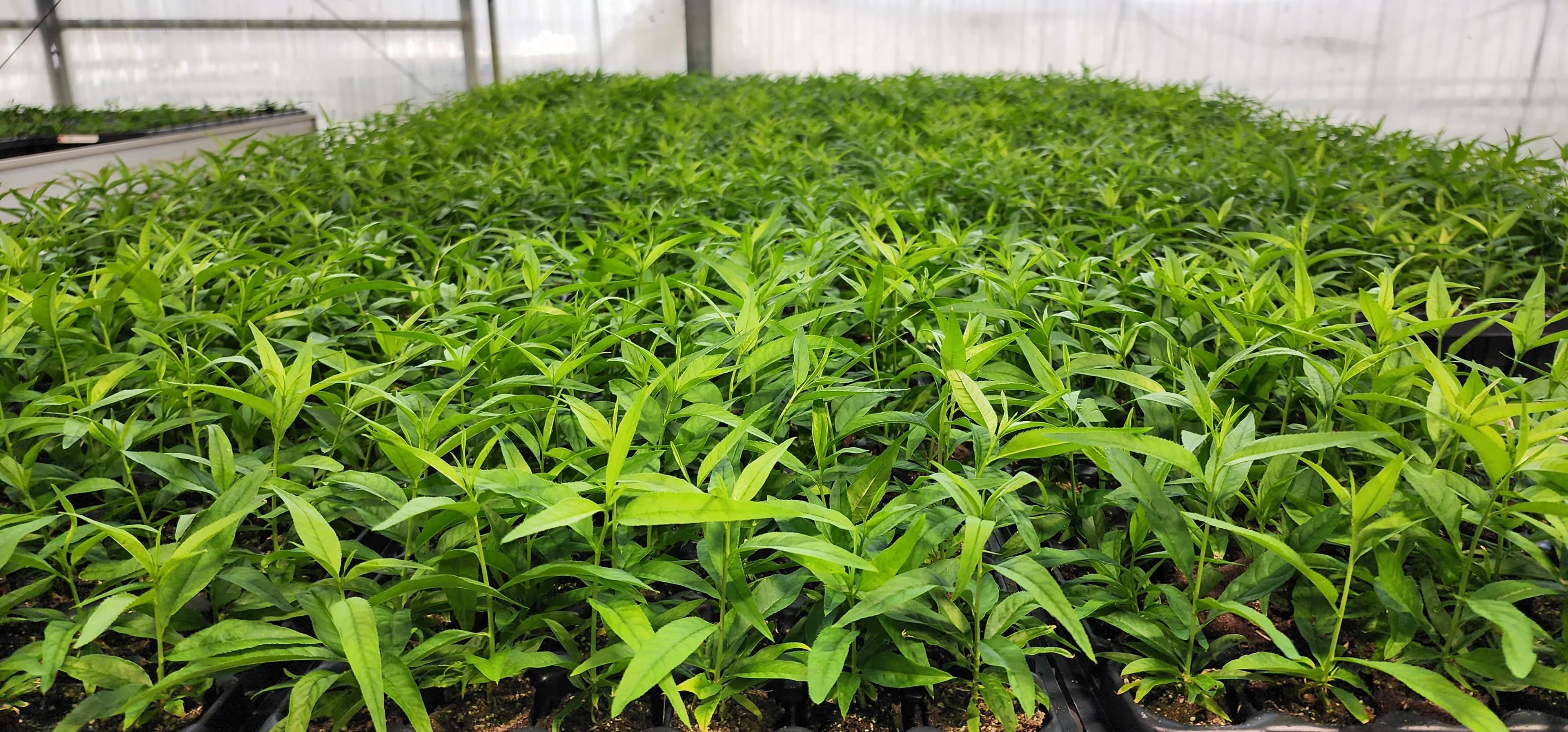 Clonal rootstock liners for fruit and nut tree programs