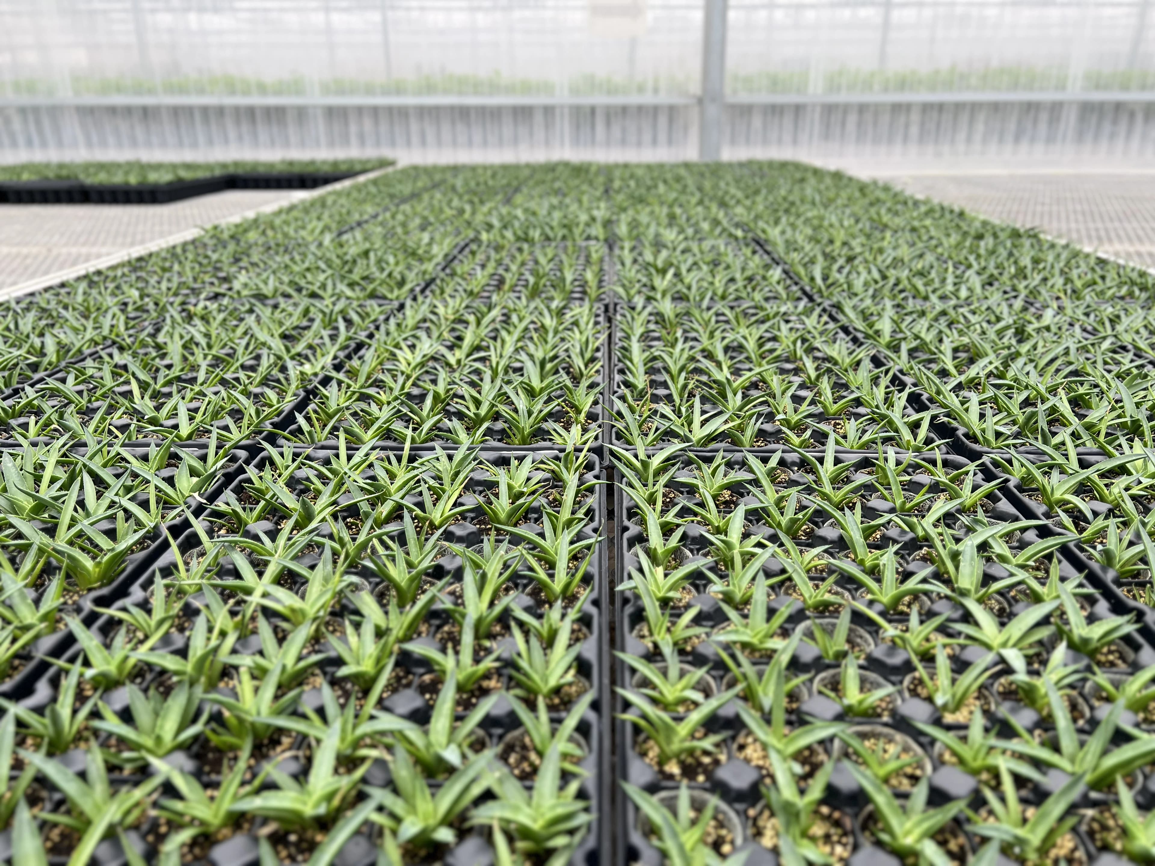 Liners in trays ready for shipment