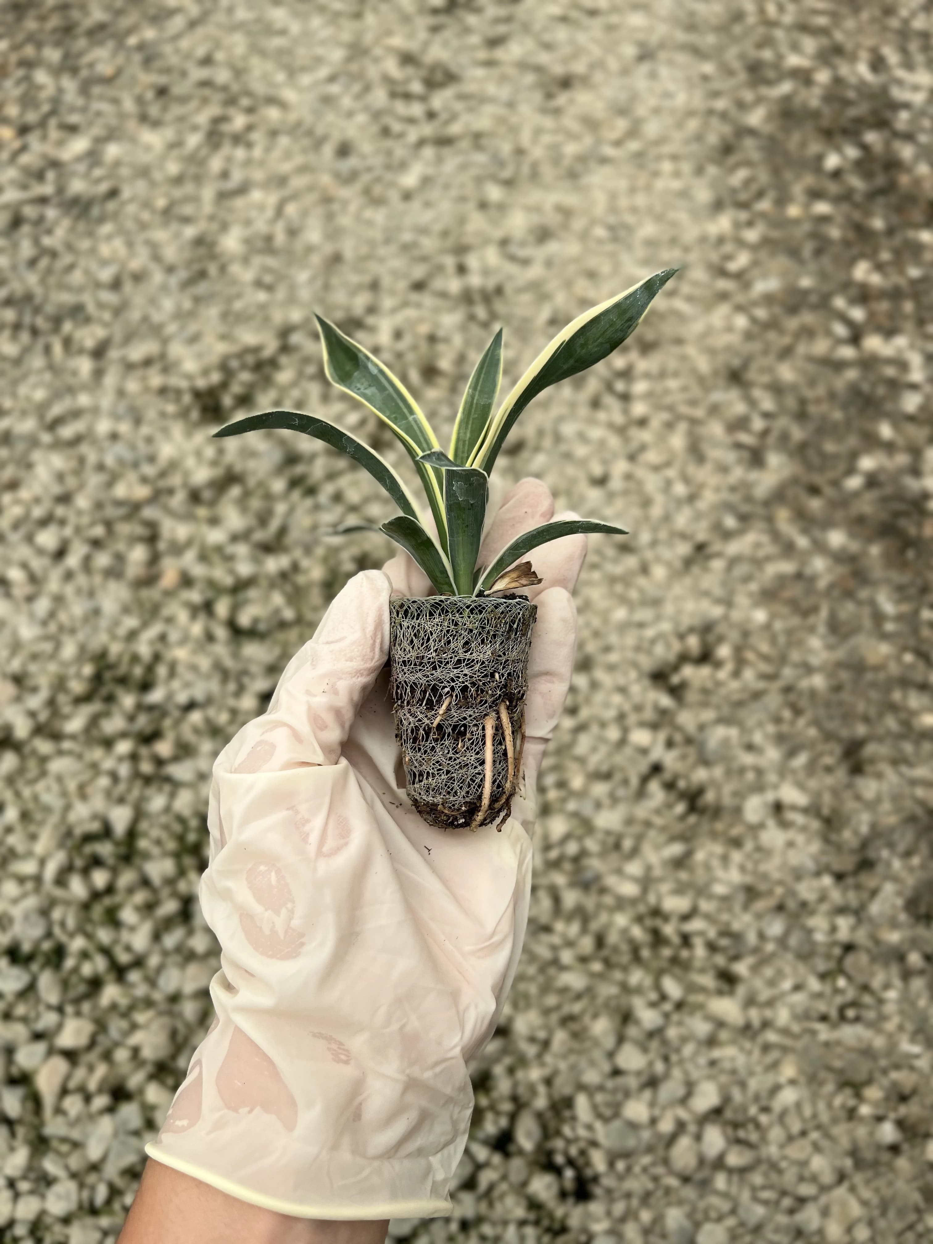 Rootstock and liner programs