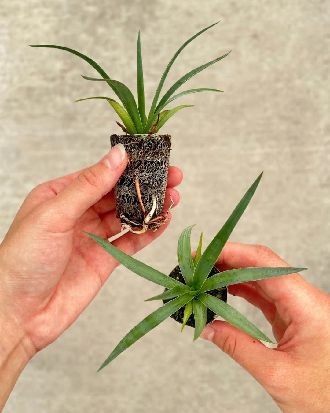 Breeder material in managed culture