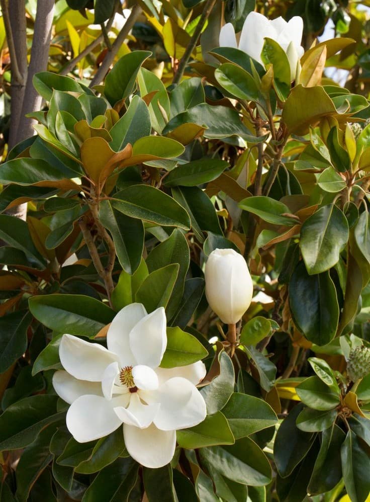 Magnolia grandiflora 'Saint Mary' - Saint Mary Southern Magnolia