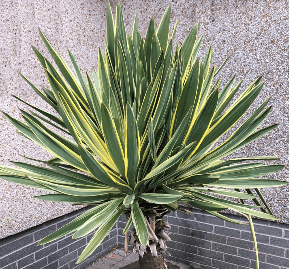 Yucca gloriosa 'Variegata' - Spanish Dagger