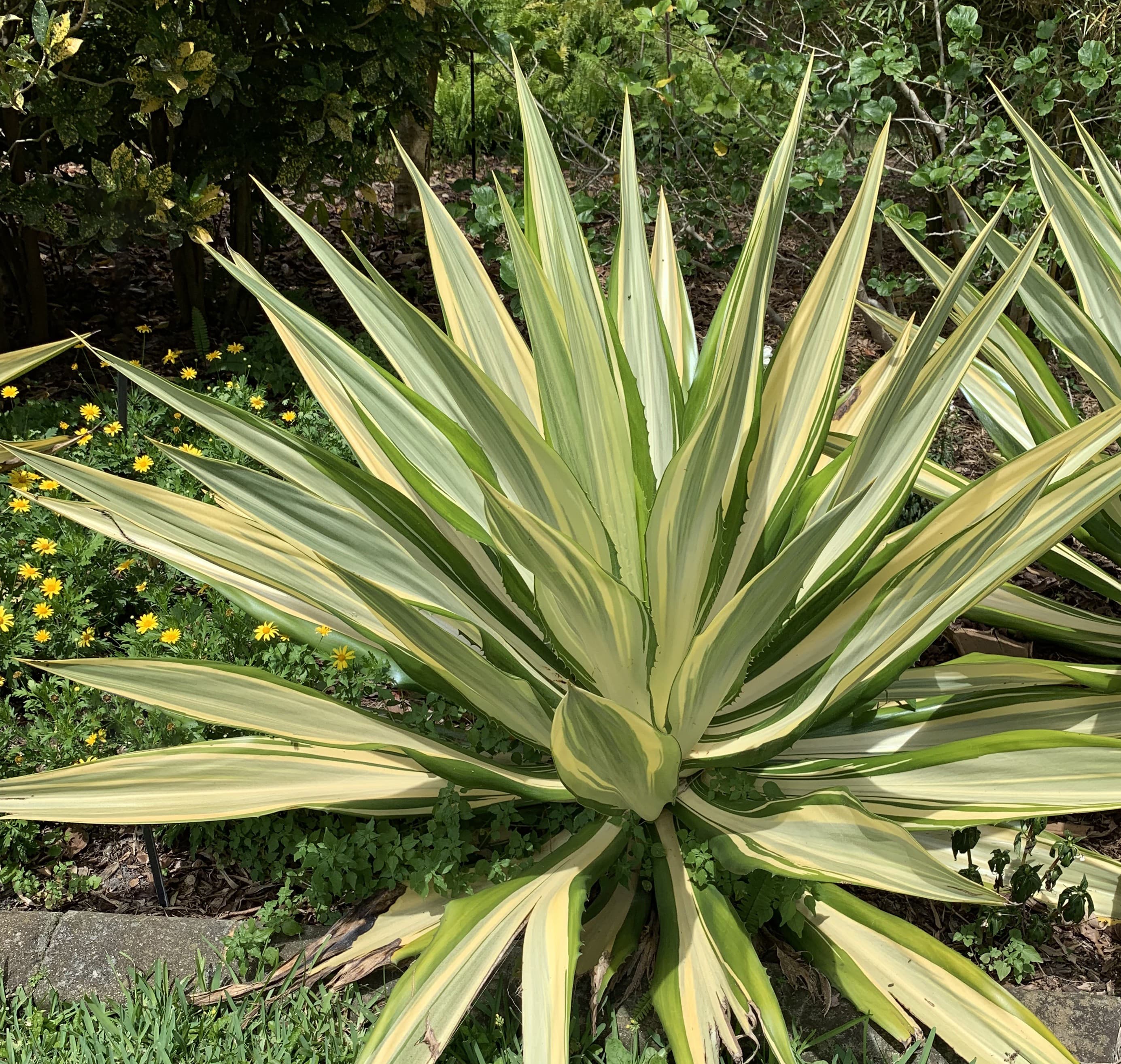 Furcraea foetida ‘Mediopicta’ - Mauritius Hemp
