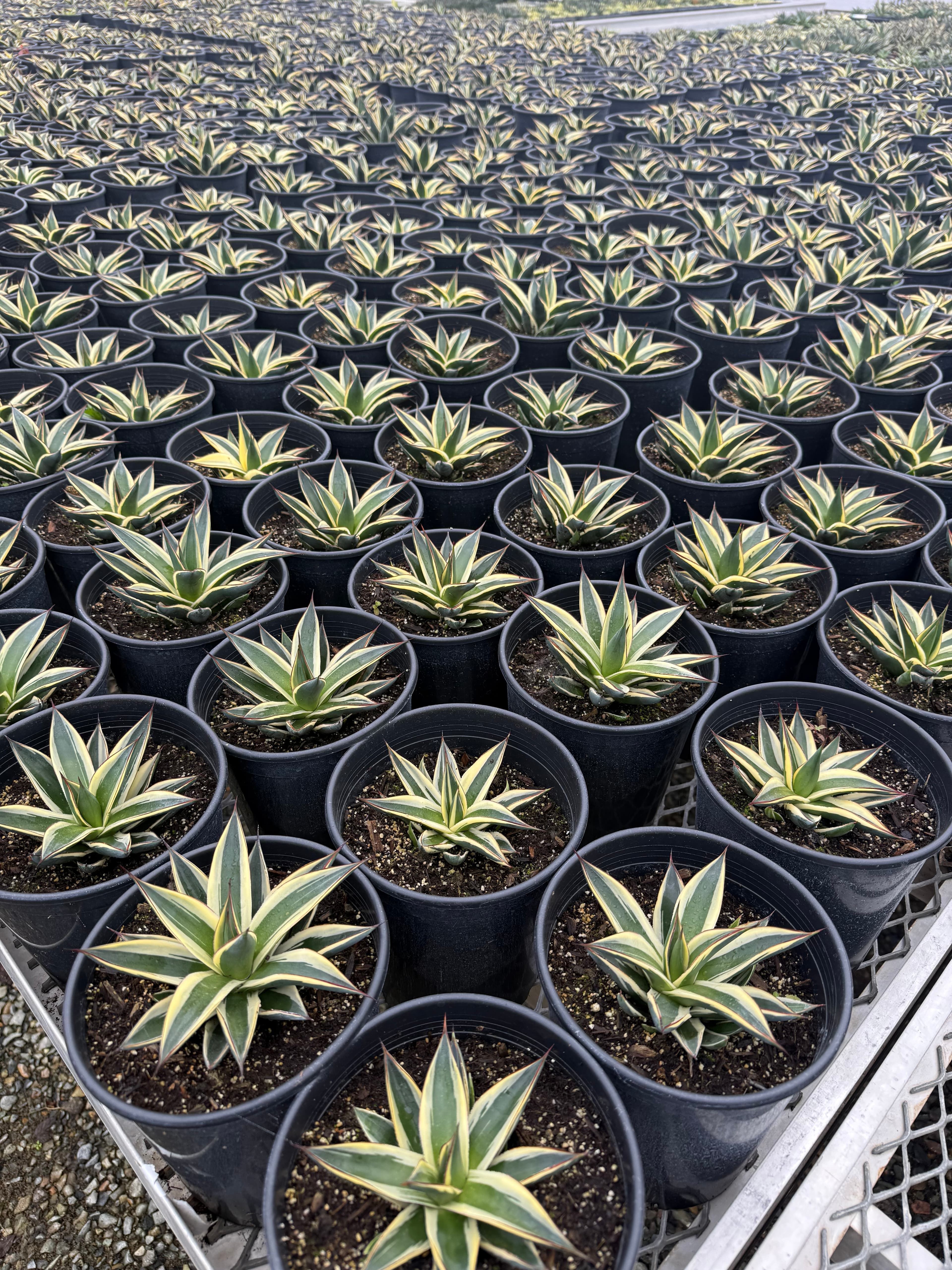 Agave 'California Glow' - Variegated Blue Glow Agave