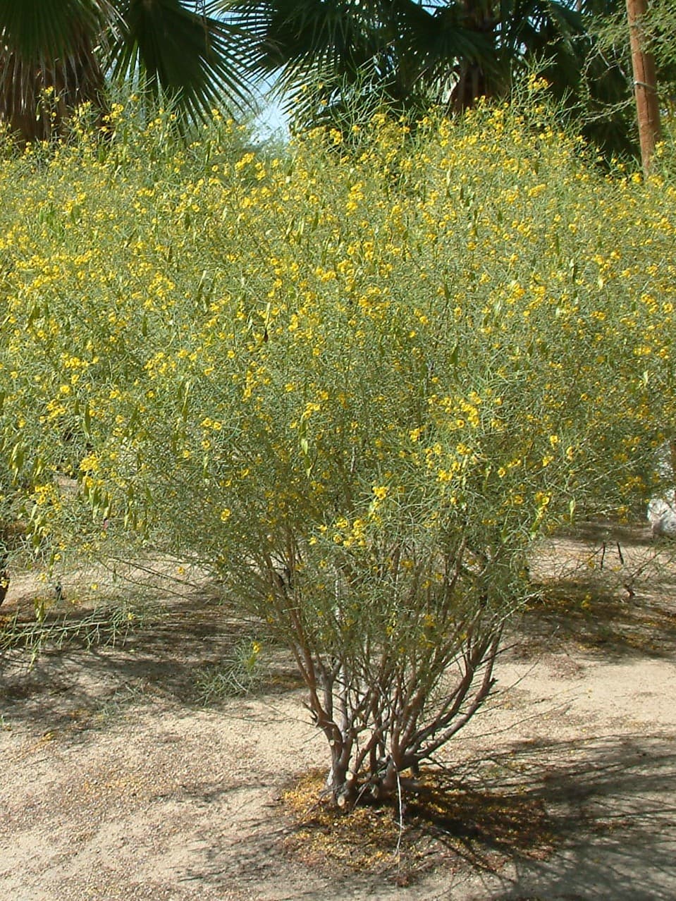 Senna artemisioides - Silver Cassia