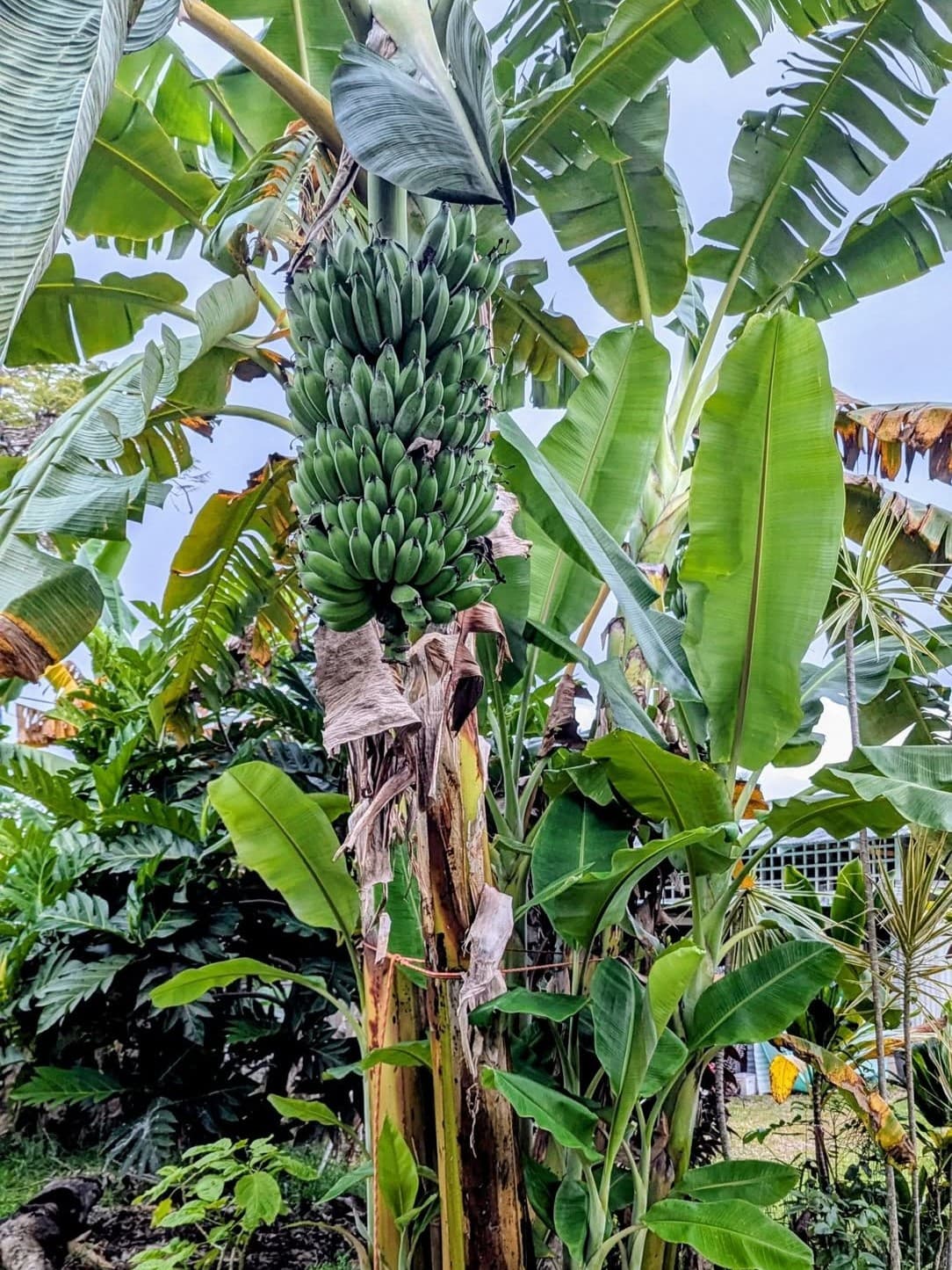Musa 'Dwarf Namwah' - Pisang Awak Banana