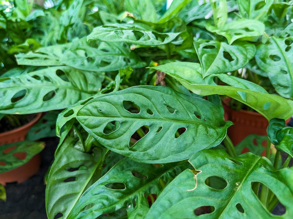 Monstera adansonii - Swiss Cheese Vine