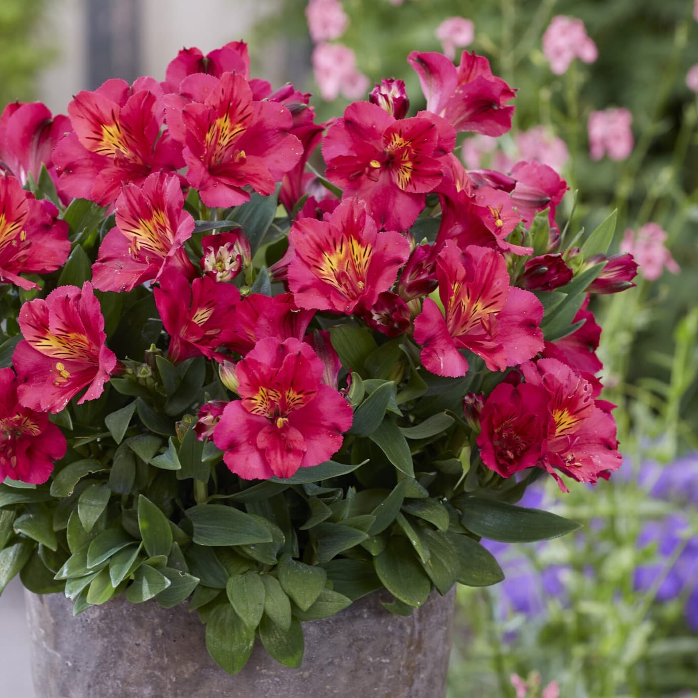 Alstroemeria Incalys Cherry ('Turcal211'PBR) EU 60236 - Peruvian Lily