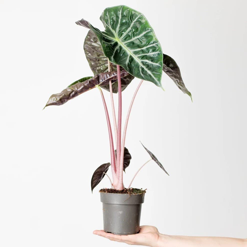Alocasia 'Pink Dragon'