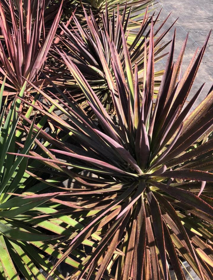Yucca aloifolia 'Magenta Magic' - Magenta Magic Spanish Dagger
