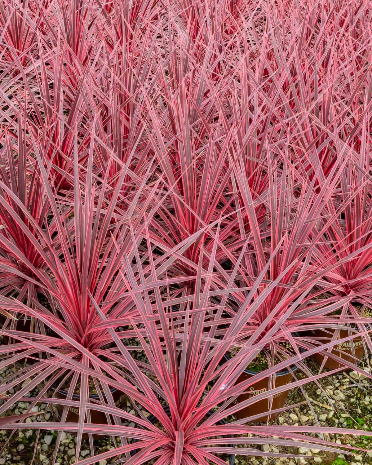 Cordyline 'Charlie Boy' USPP#20139 - Charlie Boy Cordyline