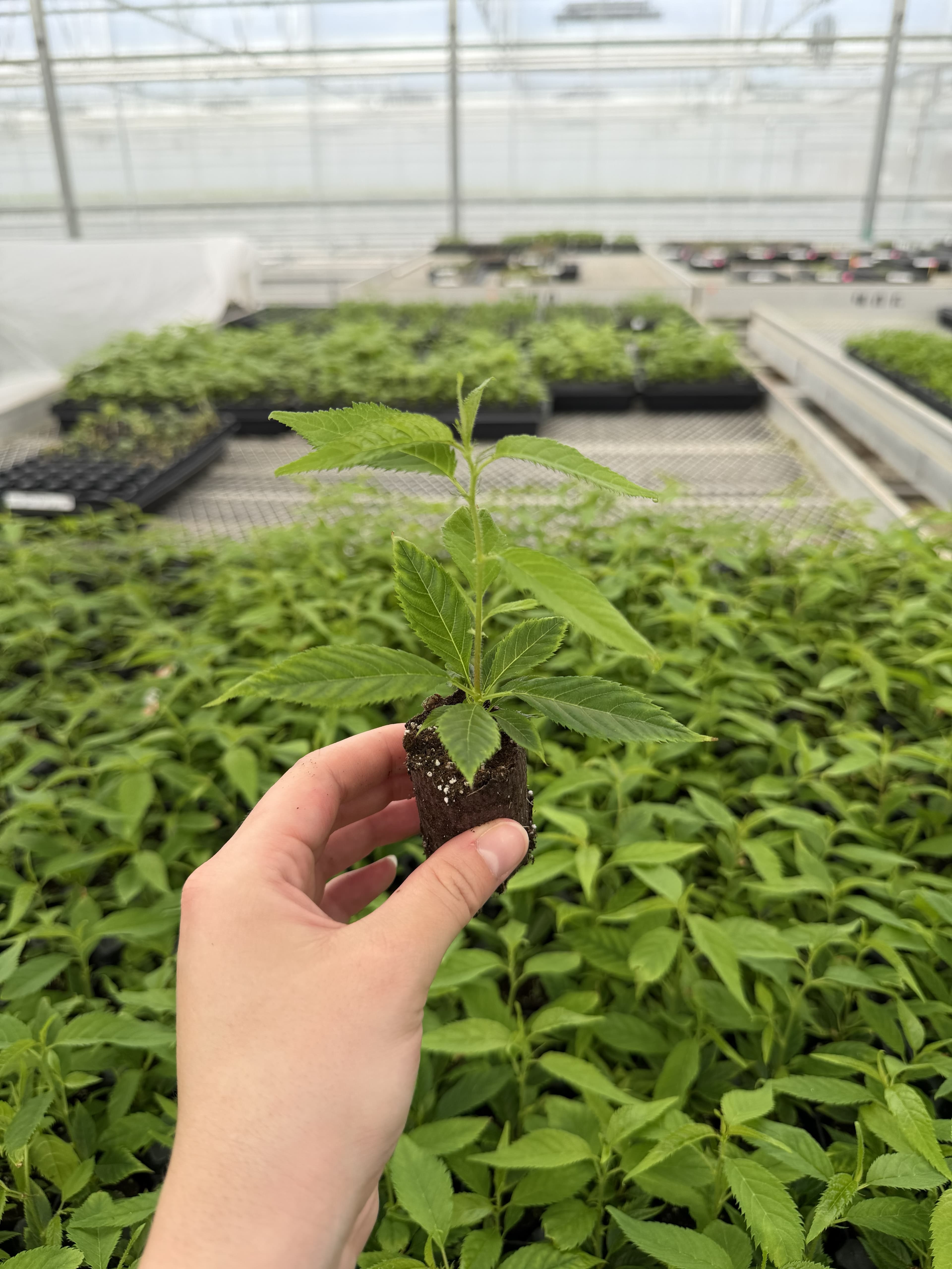 Prunus Krymsk 7 - Cherry Rootstock