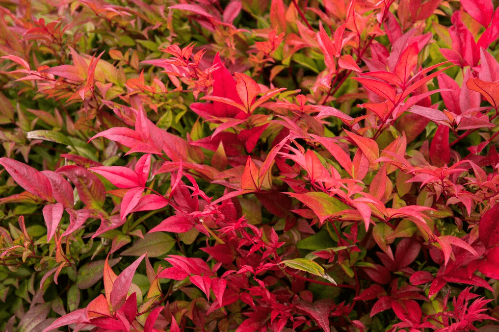 Nandina domestica 'Gulfstream' - Gulf Stream Heavenly Bamboo