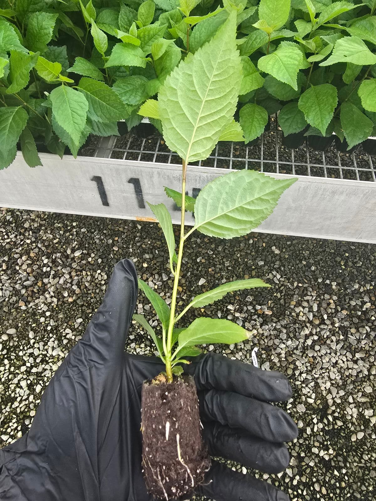 Prunus Gisela6® - Cherry Rootstock