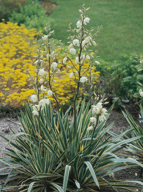 Yucca filamentosa 'Bright Edge' - Bright Edge Variegated Yucca