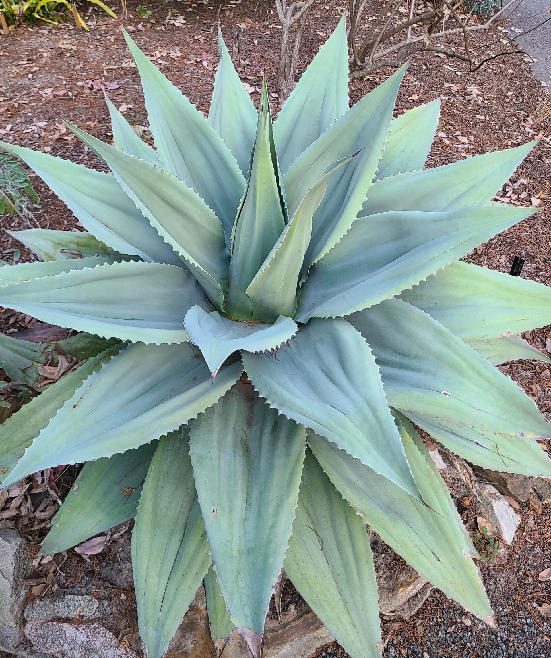 Agave ovatifolia 'Kraken' - Kraken Agave