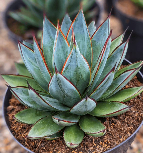 Agave 'Blue Glow' - Blue Glow Agave