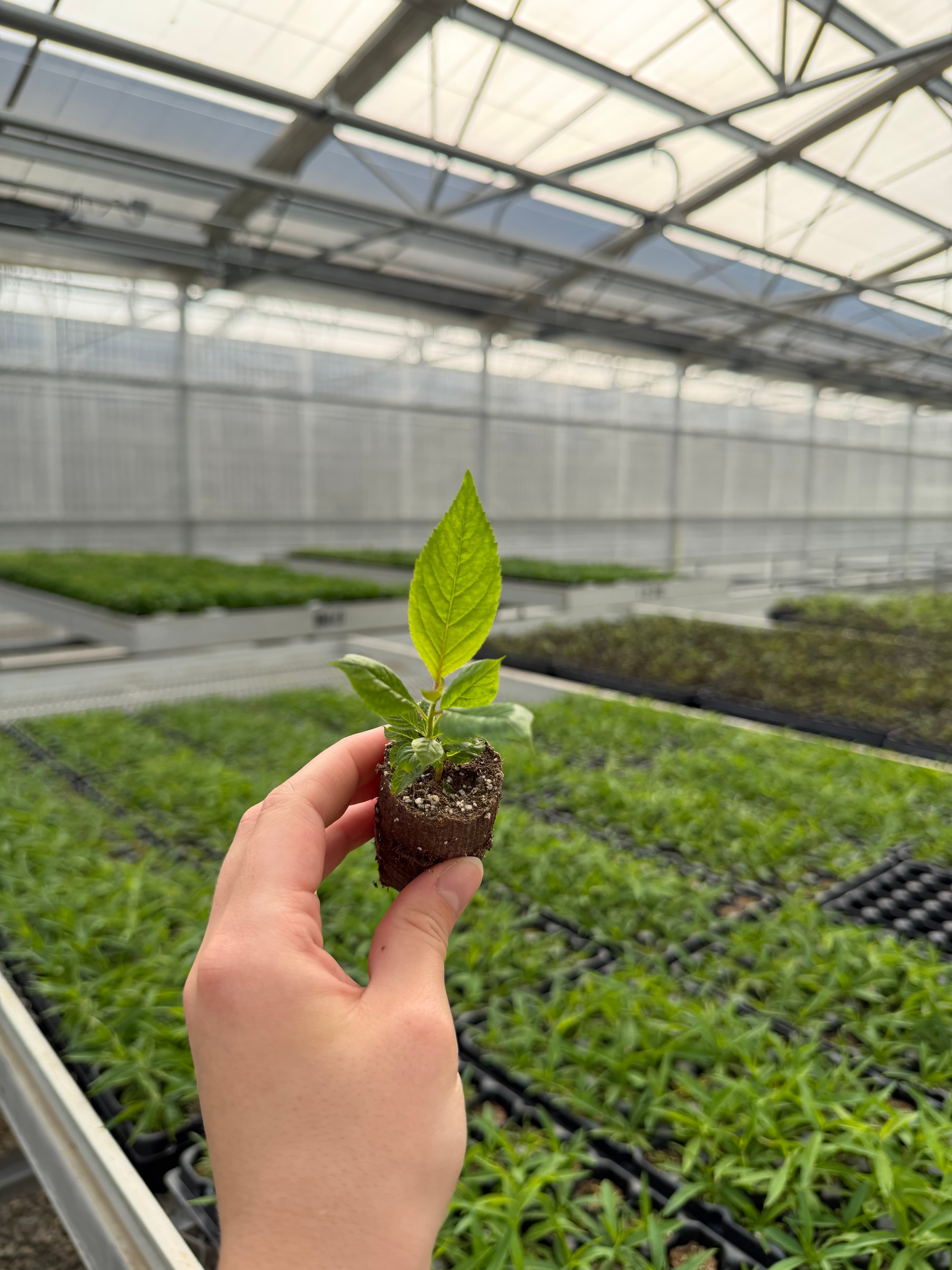 Prunus Gisela12® - Cherry Rootstock