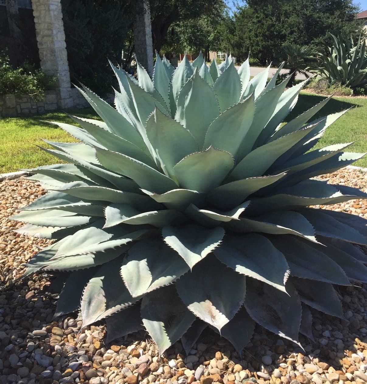 Agave ovatifolia 'Whale's Tongue' - Whale's Tongue Agave