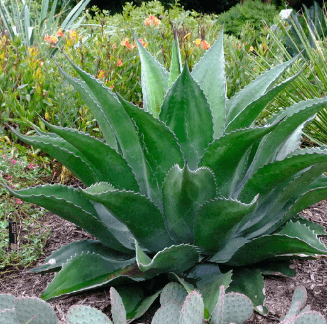 Agave jade x protifolia - Emerald Giants Agave