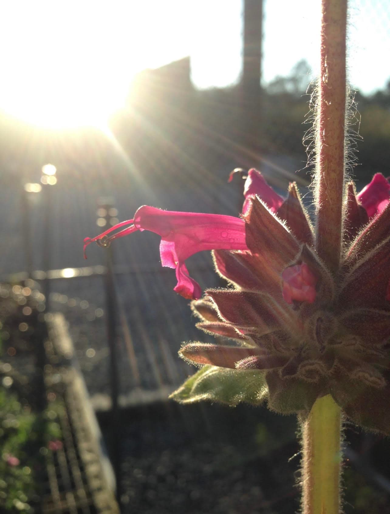 Salvia spathacea - Hummingbird Sage