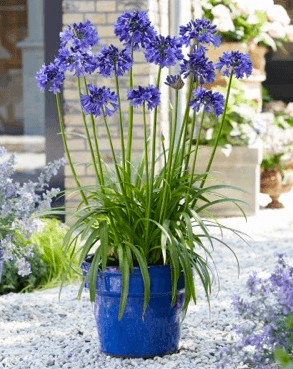 Agapanthus 'Blue Thunder' USPP#30,164 - Blue Thunder African Lily