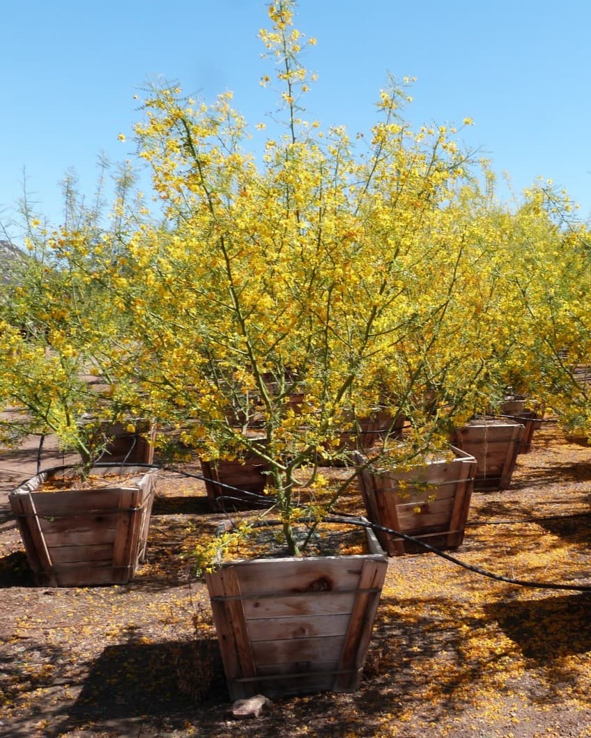 Cercidium 'Desert Museum' - Desert Museum Palo Verde