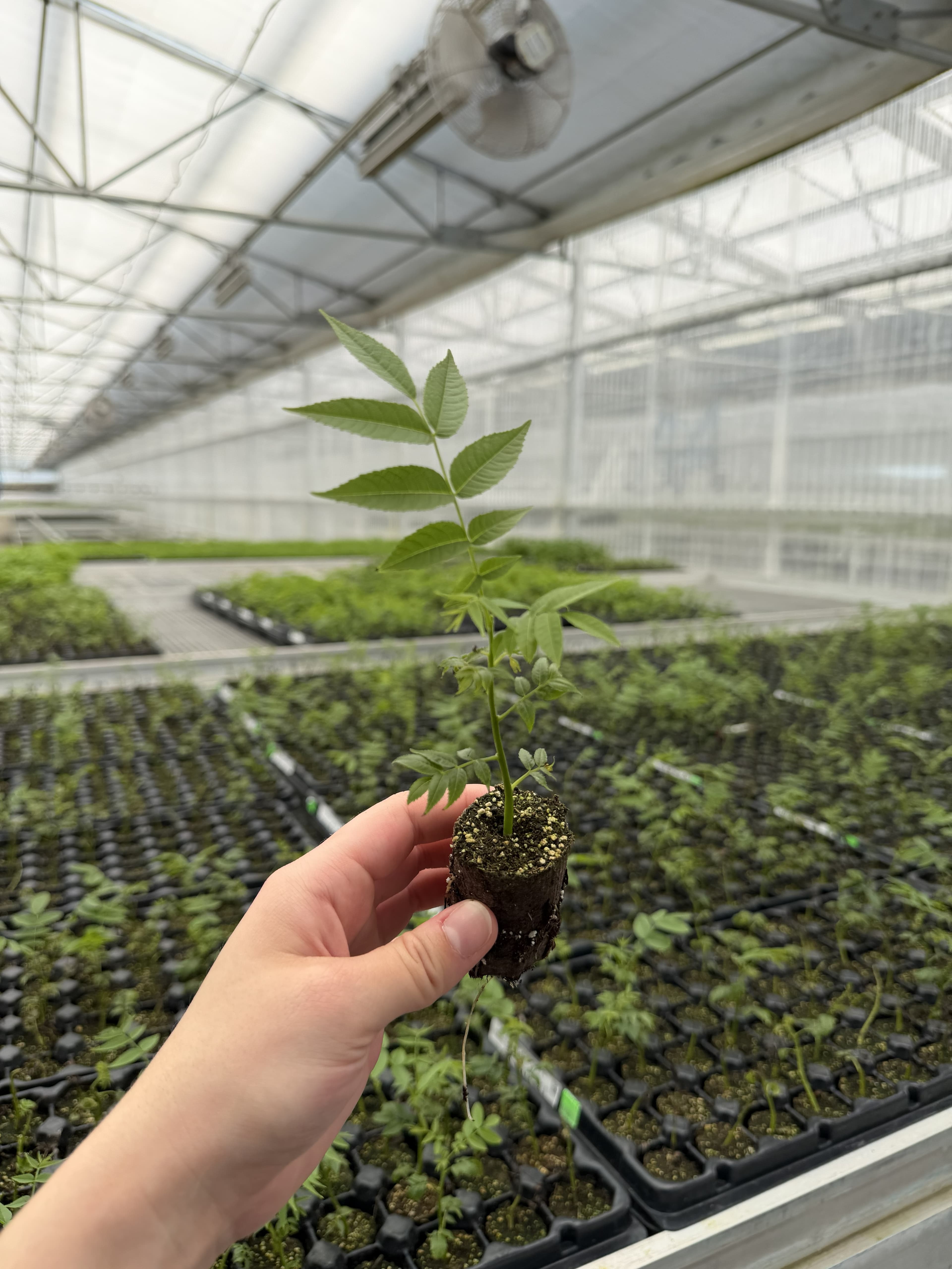 Juglans RX1 (US PP#20649P3)