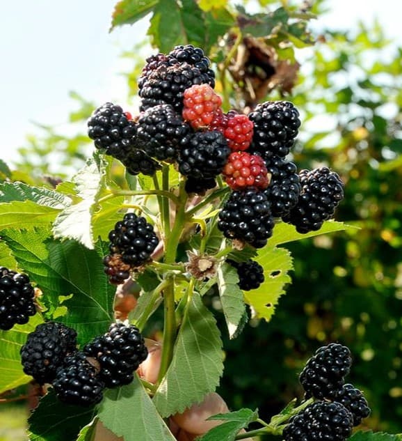 Rubus 'Ponca' - Sweet-Ark™ Ponca Blackberry USPP33,330