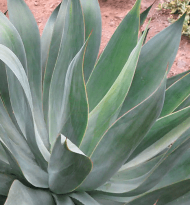 Agave 'Blue Flame' - Blue Flame Agave