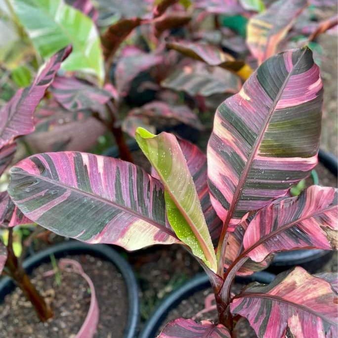 Musa 'Nono' - Lady Diva Banana