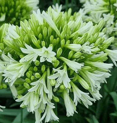 Agapanthus 'Emerald Ice' USPP#36,607 - Emerald Ice African Lily