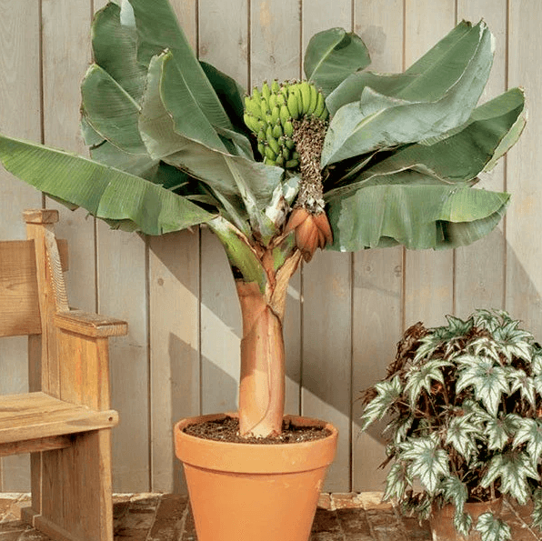 Musa acuminata 'Dwarf Cavendish' - Dwarf Cavendish Banana