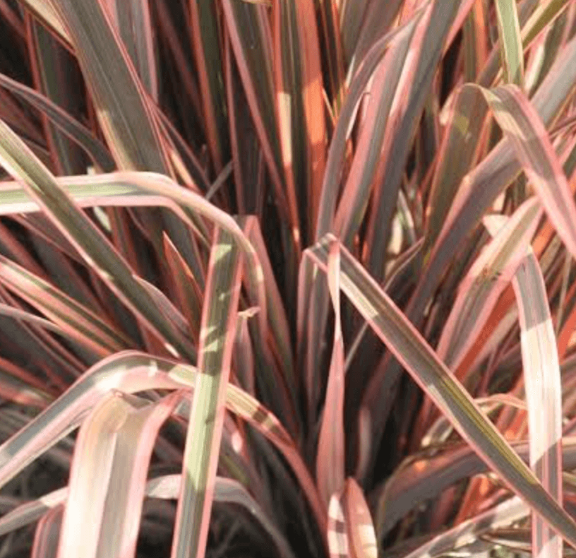 Phormium 'Maori Queen'