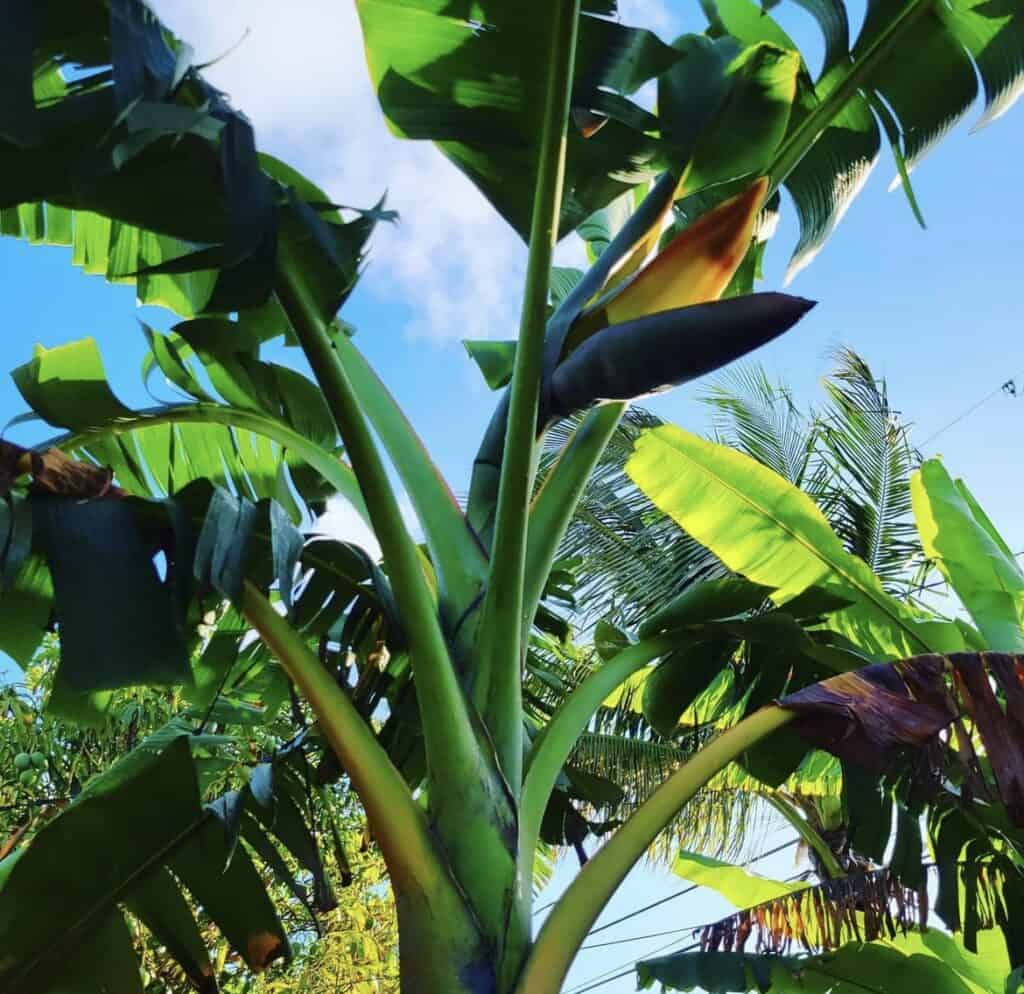Musa acuminata 'Sweetheart' - FHIA-03 Banana