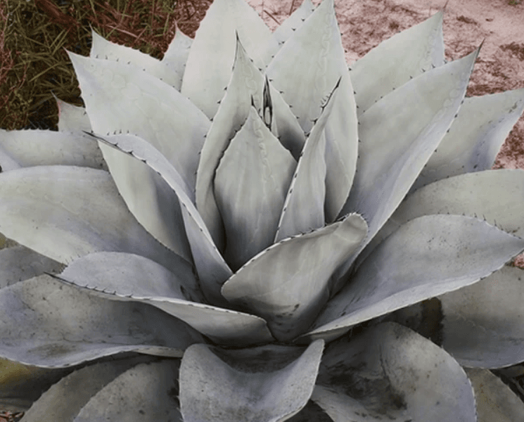 Agave 'Sierra Lampazos' - Sierra Lampazos Agave