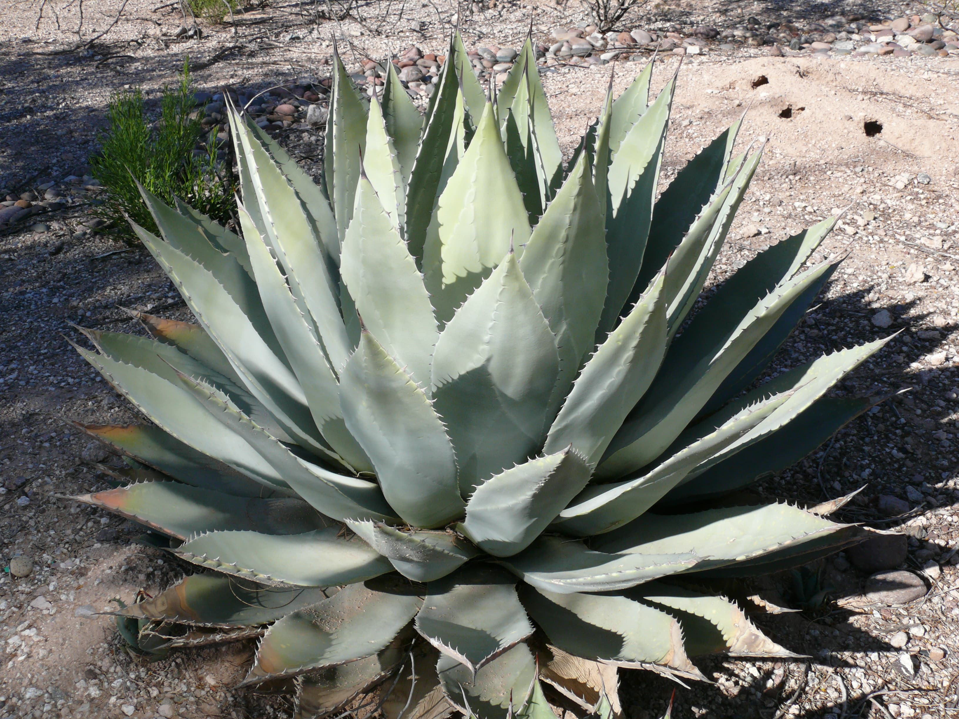Agave parryi var. huachucensis - Huachuca Agave