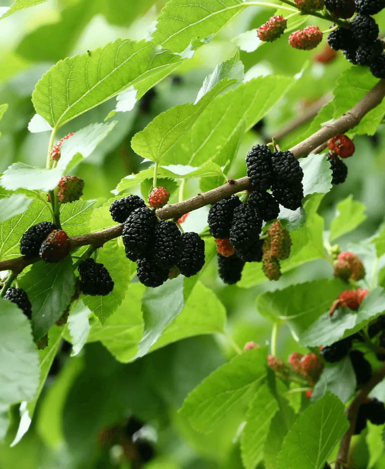 Morus alba x rubra 'Illinois Everbearing' - Red Illinois Everbearing Mulberry