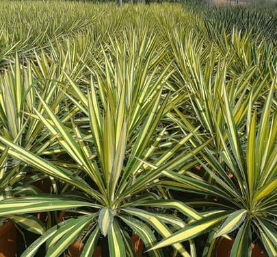 Yucca filamentosa 'Gold Heart' - Variegated Adam's Needle