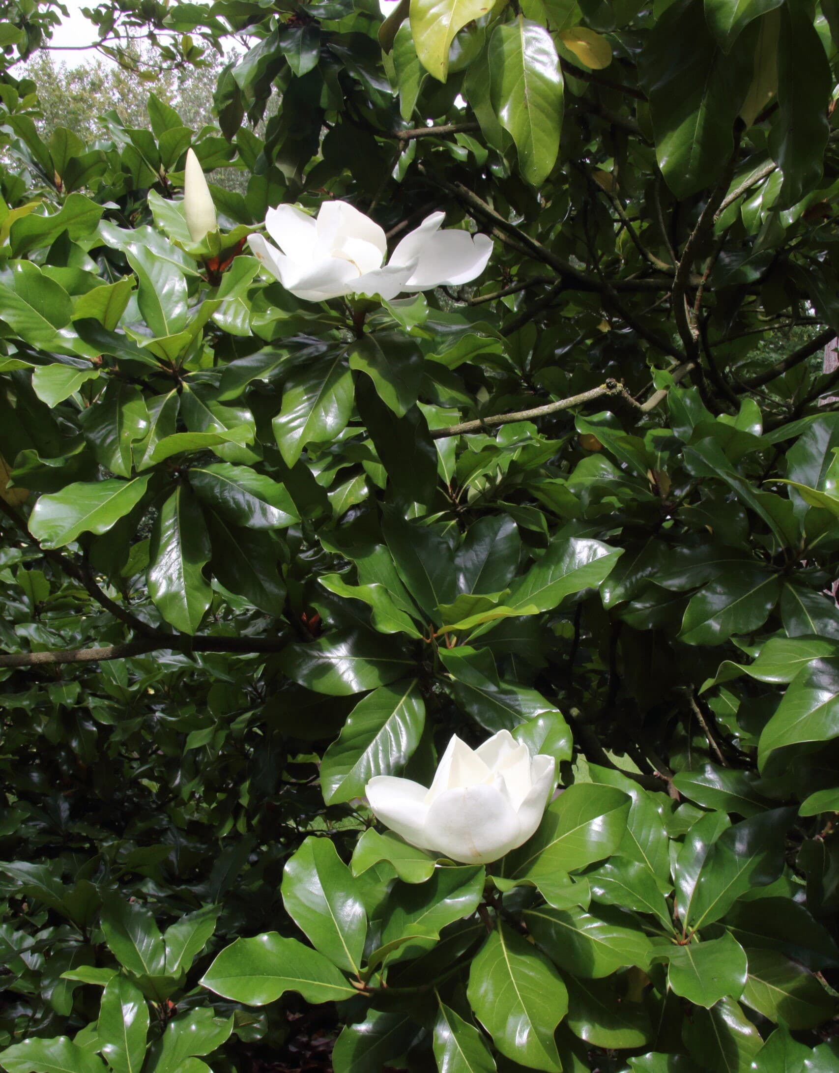 Magnolia grandiflora 'Samuel Sommer' - Samuel Sommer Southern Magnolia