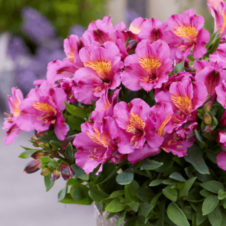 Alstroemeria Incalys Purple ('Turcal209'PBR) EU 60235 - Peruvian Lily