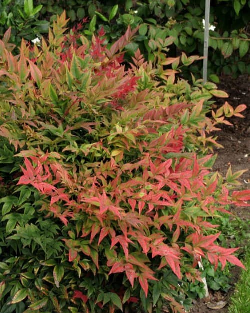 Nandina domestica 'Harbour Dwarf' - Harbour Dwarf Heavenly Bamboo