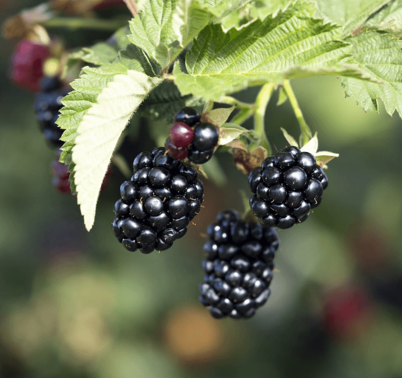 Rubus 'Caddo' - Sweet-Ark™ Caddo Blackberry USPP#33,115P2