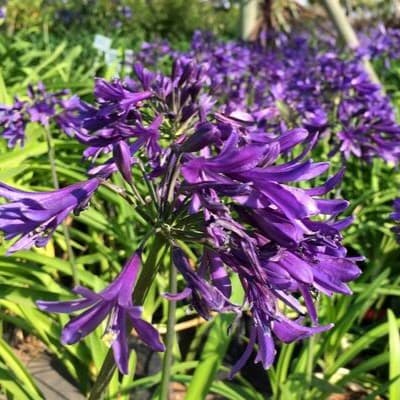 Agapanthus 'Sugar Plum' USPP#28,520 - Sugar Plum African Lily