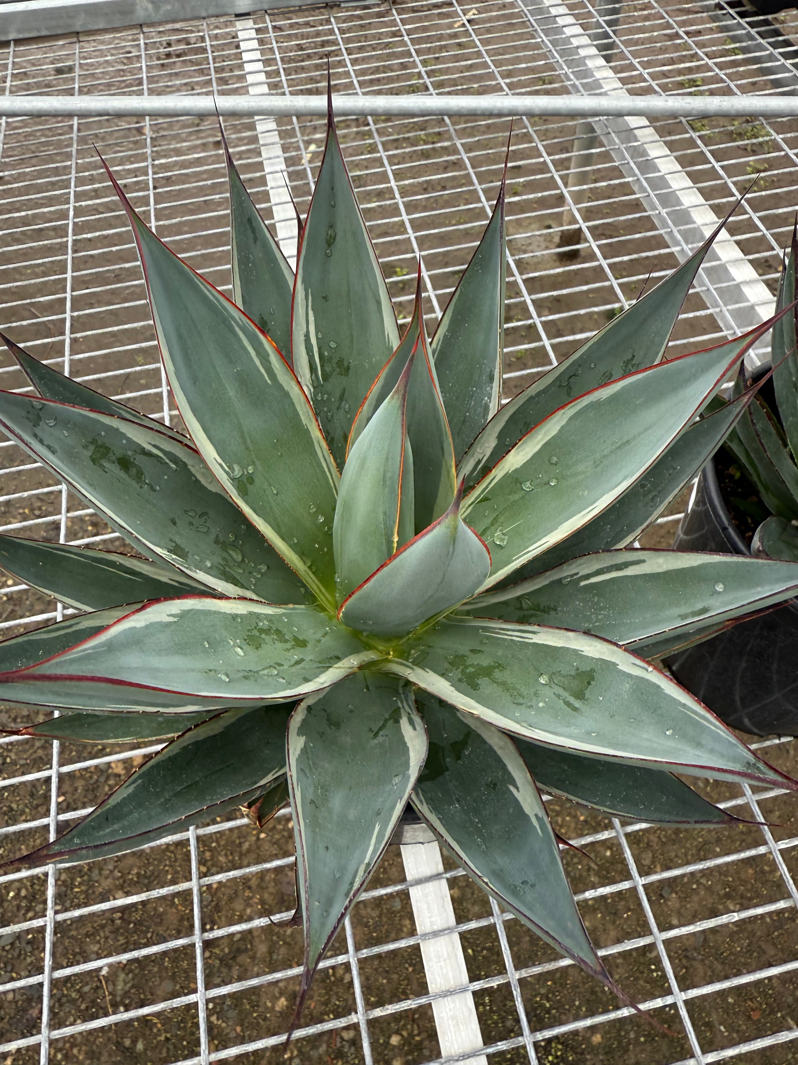 Agave 'Frost Glow' (PPAF) - Frost Glow Agave