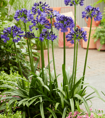 Agapanthus 'Midnight Sky' USPP#35,644