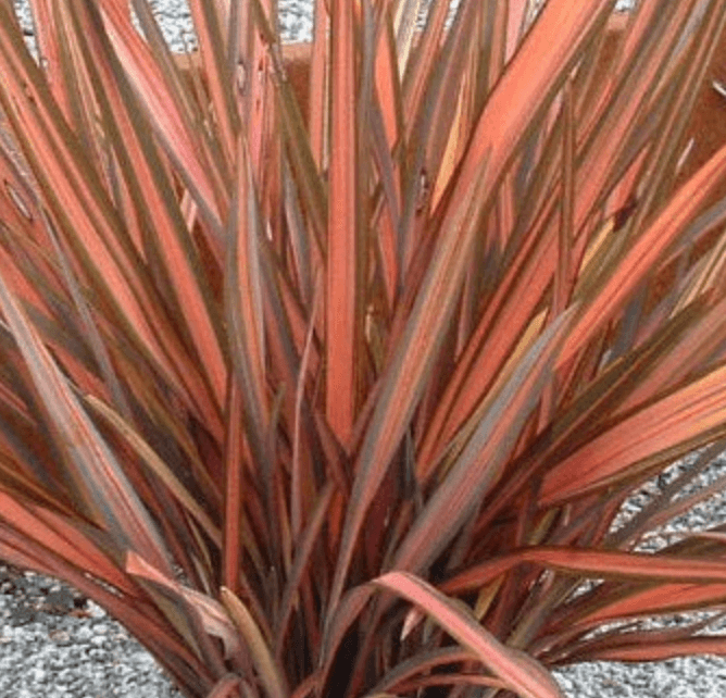 Phormium 'Rainbow Sunrise'