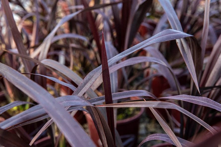 Phormium 'Mat's Merlot' - Mat's Merlot New Zealand Flax