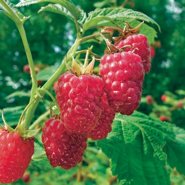 Rubus 'Meeker' - Meeker Raspberry