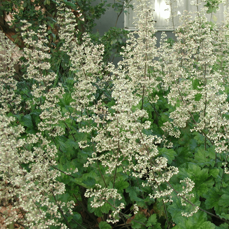Heuchera maxima - Island Alum Root